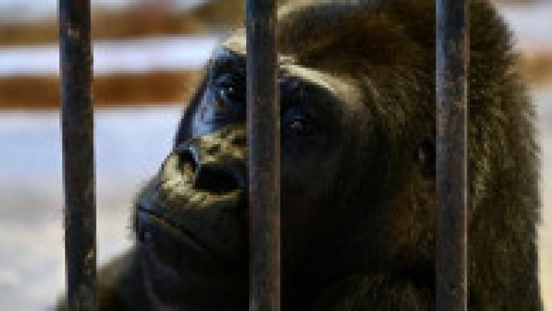Închisă într-o cuşcă dintr-un mall, soarta gorilei Bua Noi stârneşte noi controverse. Foto: Profimedia | Poza 9 din 12