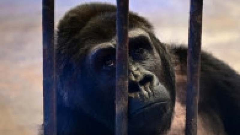 Închisă într-o cuşcă dintr-un mall, soarta gorilei Bua Noi stârneşte noi controverse. Foto: Profimedia | Poza 4 din 12