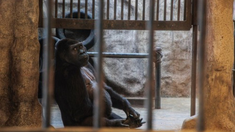 Închisă într-o cuşcă dintr-un mall, soarta gorilei Bua Noi stârneşte noi controverse. Foto: Profimedia