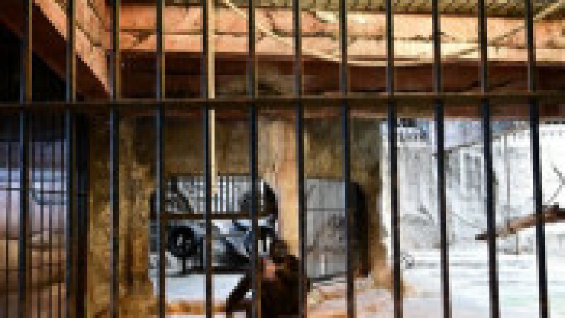 Închisă într-o cuşcă dintr-un mall, soarta gorilei Bua Noi stârneşte noi controverse. Foto: Profimedia | Poza 3 din 12