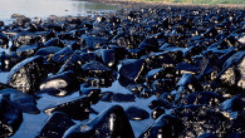 În urmă cu 33 de ani a avut loc naufragiul Exxon Valdez, unul dintre cele mai grave dezastre ecologice din istorie. Sursa foto: Profimedia Images | Poza 4 din 25