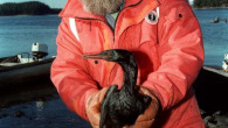 În urmă cu 33 de ani a avut loc naufragiul Exxon Valdez, unul dintre cele mai grave dezastre ecologice din istorie. Sursa foto: Profimedia Images | Poza 23 din 25