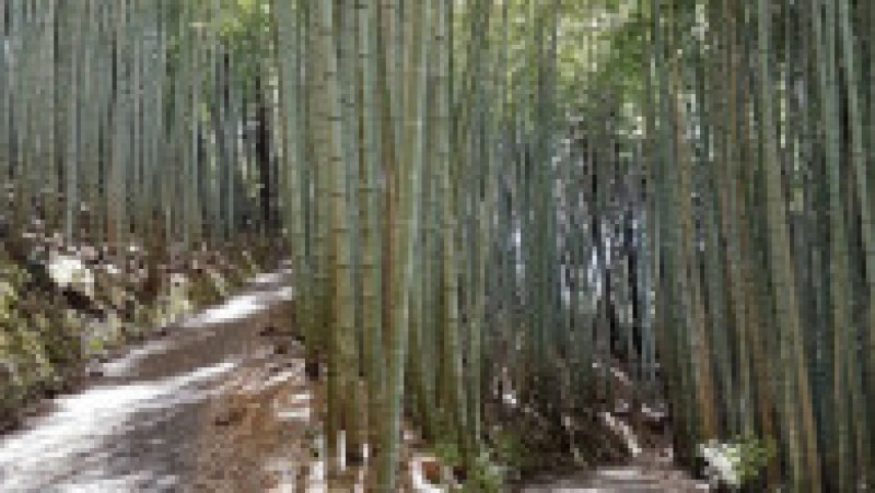 Întrucât zona este plină de păduri de bambus, Kajiyama s-a decis să învețe totul despre exploatarea acestei resurse ca să combine cele două afaceri și să poată obține mai repede autorizarea necesară pentru pensiune. Captură foto: Instagram / yui_valley | Poza 10 din 12
