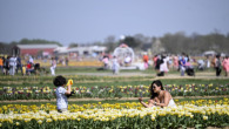 Cum arată privite de sus opt milioane de lalele. FOTO: Profimedia Images | Poza 5 din 11