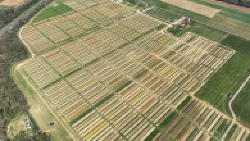 Cum arată privite de sus opt milioane de lalele. FOTO: Profimedia Images | Poza 6 din 11