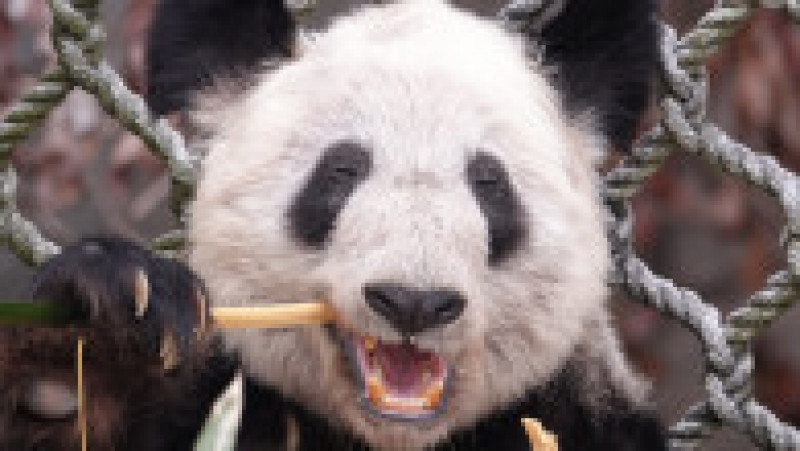Ursoaica panda Ya Ya a fost adusă în Statele Unite în urmă cu 20 de ani Foto: Profimedia Images | Poza 3 din 7