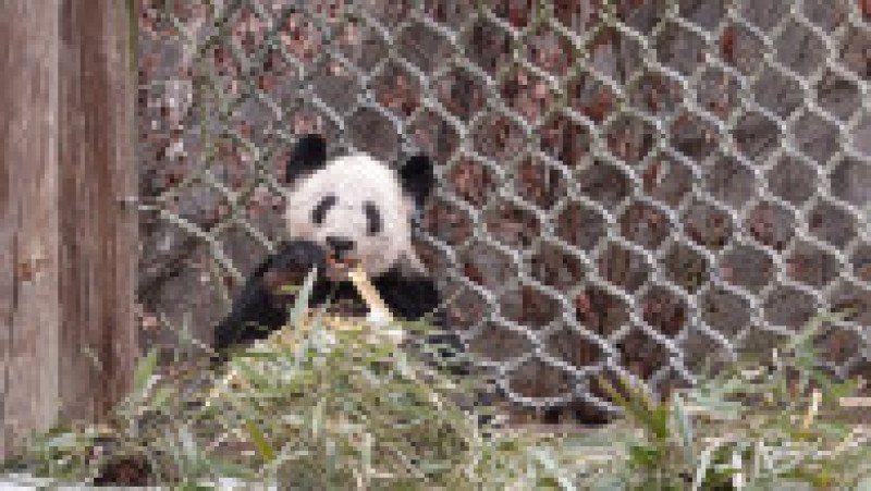 Și oficialii americani, dar și cei chinezi, spun că ursoaica era tratată bine în SUA Foto: Profimedia Images | Poza 5 din 7