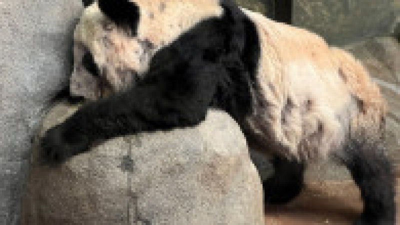 Cu privire la starea ursoaicei, grădina zoologică din Memphis a precizat, pe site-ul său, că „moștenirea genetică” a ursoaicei este responsabilă pentru felul în care arată animalul, și nu nutriția. Foto: Profimedia Images | Poza 6 din 7