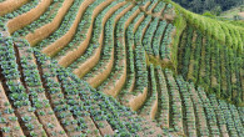 Imagini spectaculoase cu plantațiile terasate din Indonezia FOTO: Profimedia Images | Poza 29 din 48