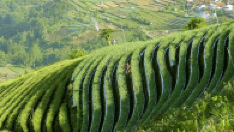 Imagini spectaculoase cu plantațiile terasate din Indonezia FOTO: Profimedia Images | Poza 46 din 48