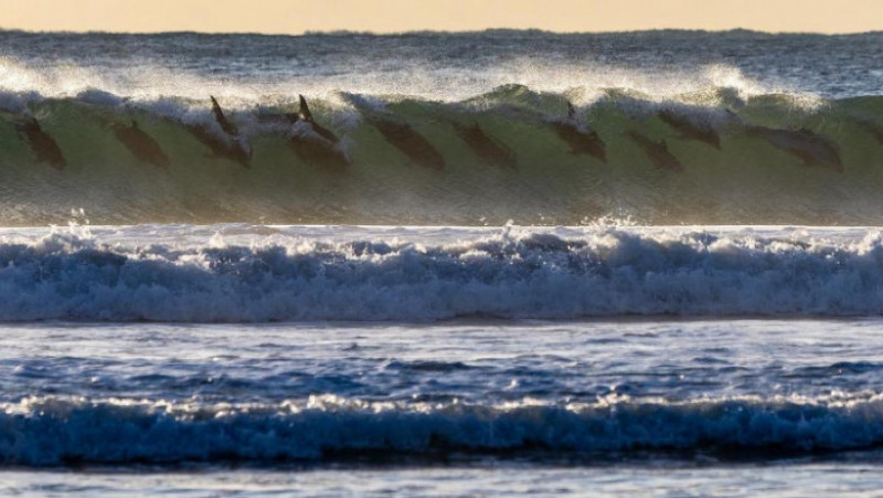 12 delfini au fost fotografiați înotând în același val. Sursa foto Profimedia Images