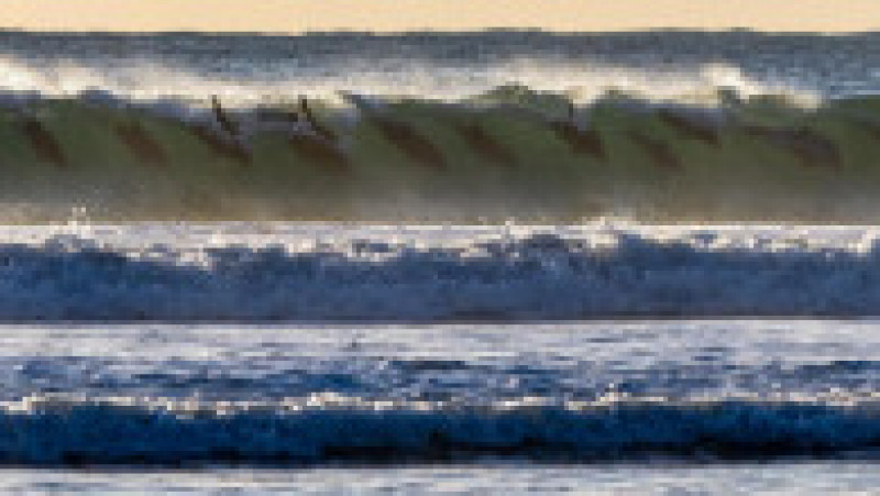 12 delfini au fost fotografiați înotând în același val. Sursa foto Profimedia Images | Poza 1 din 6