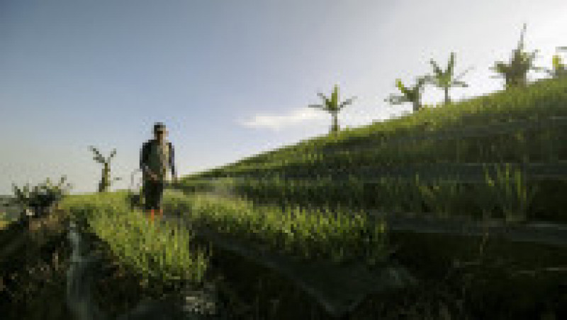 Imagini spectaculoase cu plantațiile terasate din Indonezia FOTO: Profimedia Images | Poza 3 din 48