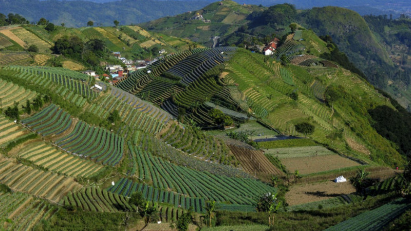 Imagini spectaculoase cu plantațiile terasate din Indonezia FOTO: Profimedia Images