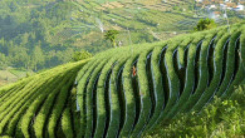Imagini spectaculoase cu plantațiile terasate din Indonezia FOTO: Profimedia Images | Poza 11 din 48