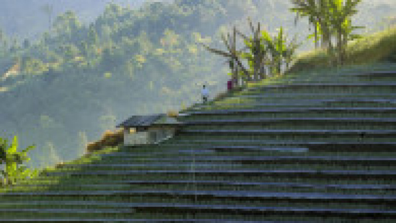 Imagini spectaculoase cu plantațiile terasate din Indonezia FOTO: Profimedia Images | Poza 10 din 48