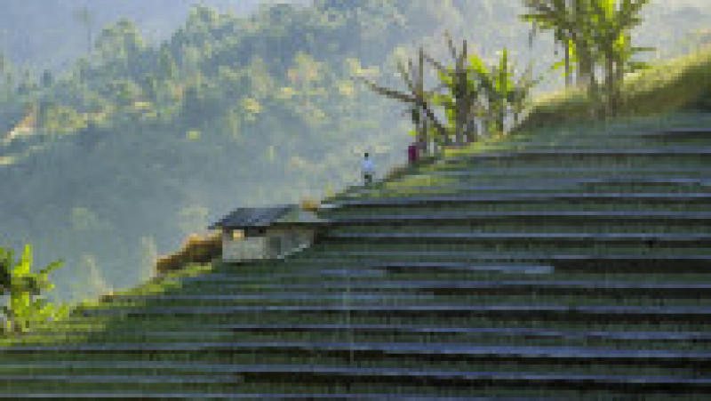 Imagini spectaculoase cu plantațiile terasate din Indonezia FOTO: Profimedia Images | Poza 23 din 48