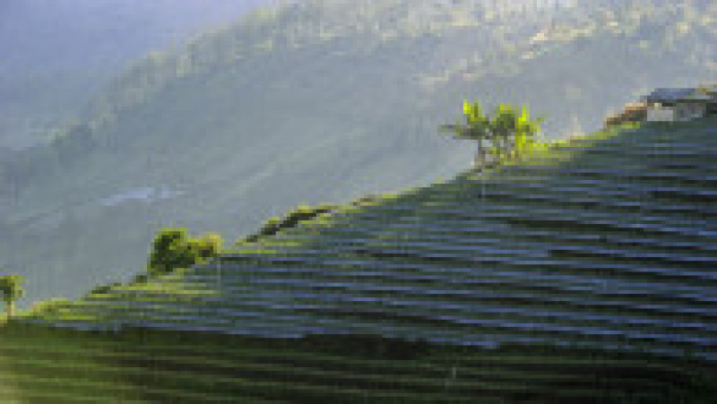 Imagini spectaculoase cu plantațiile terasate din Indonezia FOTO: Profimedia Images | Poza 24 din 48