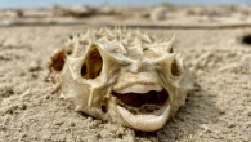 Păpuși înfricoșătoare și alte obiecte descoperite pe o plajă din Texas. Captură foto: Facebook: Mission-Aransas Reserve | Poza 13 din 14