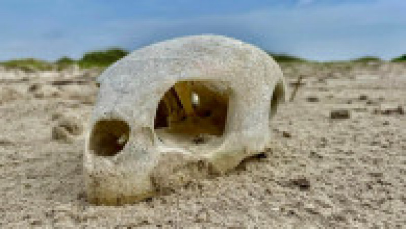 Păpuși înfricoșătoare și alte obiecte descoperite pe o plajă din Texas. Captură foto: Facebook: Mission-Aransas Reserve | Poza 14 din 14