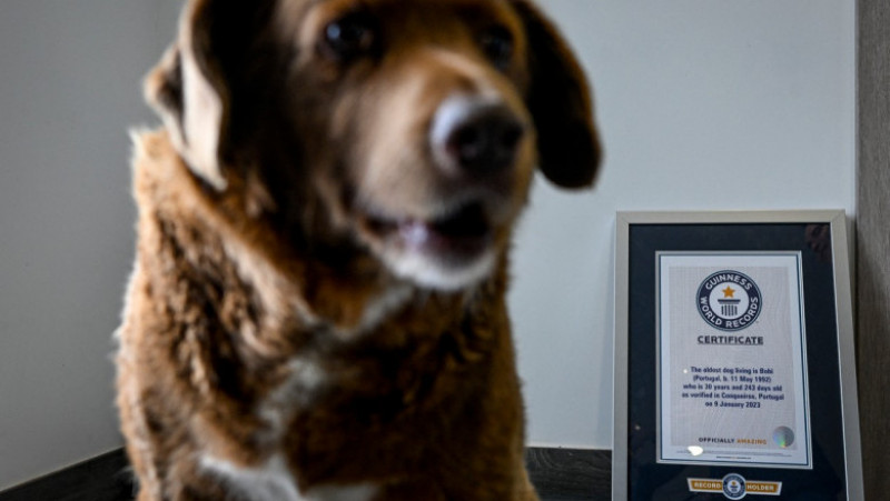 Bobi, cel mai bătrân câine din lume, a împlinit 31 de ani. Foto: Profimedia