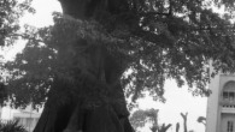 Un copac din Sierra Leone vechi de sute de ani, care apare și pe bancnote, a fost doborât de o furtună violentă. Sursa foto Profimedia Images | Poza 10 din 12