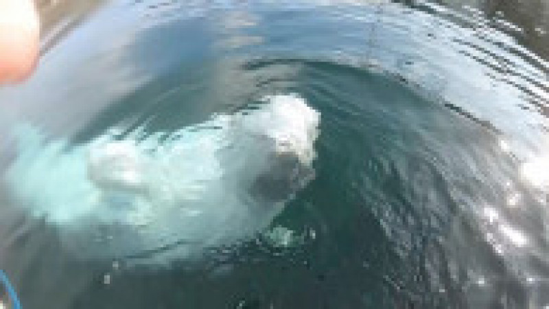 Hvaldimir a „furat” la un moment dat în septembrie 2019 chiar camera GoPro a unui caiacist aflat în Golful Hammerfest din Norvegia, însă balena blândă a returnat aparatul în cele din urmă. Foto: Profimedia Images | Poza 1 din 4