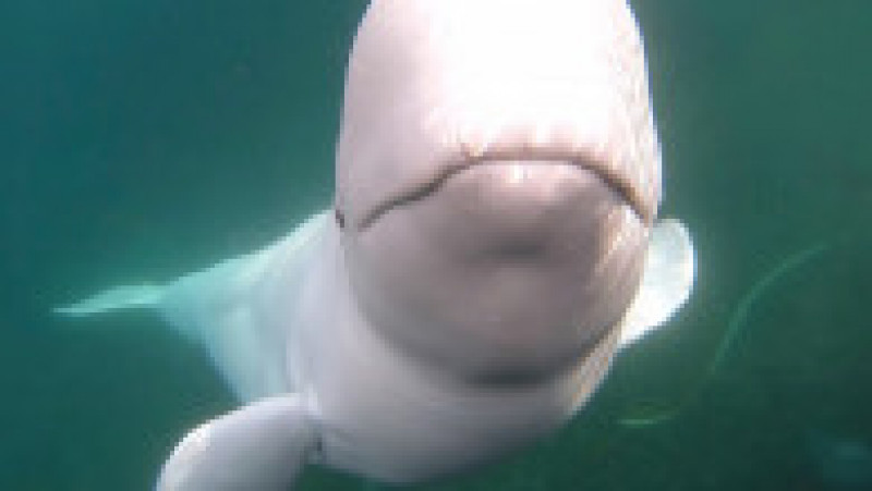 Hvaldimir a „furat” la un moment dat în septembrie 2019 chiar camera GoPro a unui caiacist aflat în Golful Hammerfest din Norvegia, însă balena blândă a returnat aparatul în cele din urmă. Foto: Profimedia Images | Poza 2 din 4