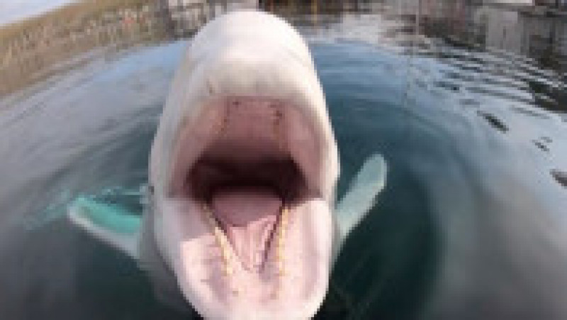 Hvaldimir a „furat” la un moment dat în septembrie 2019 chiar camera GoPro a unui caiacist aflat în Golful Hammerfest din Norvegia, însă balena blândă a returnat aparatul în cele din urmă. Foto: Profimedia Images | Poza 3 din 4