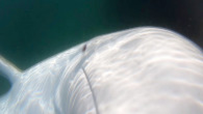 Hvaldimir a „furat” la un moment dat în septembrie 2019 chiar camera GoPro a unui caiacist aflat în Golful Hammerfest din Norvegia, însă balena blândă a returnat aparatul în cele din urmă. Foto: Profimedia Images | Poza 4 din 4