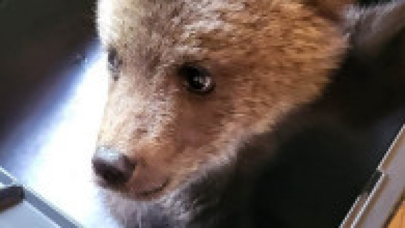 Un pui de urs lăsat singur de mama sa a fost salvat de salvamontişti, în Cheile Vârghişului. Foto: Facebook/Salvamont | Poza 6 din 6
