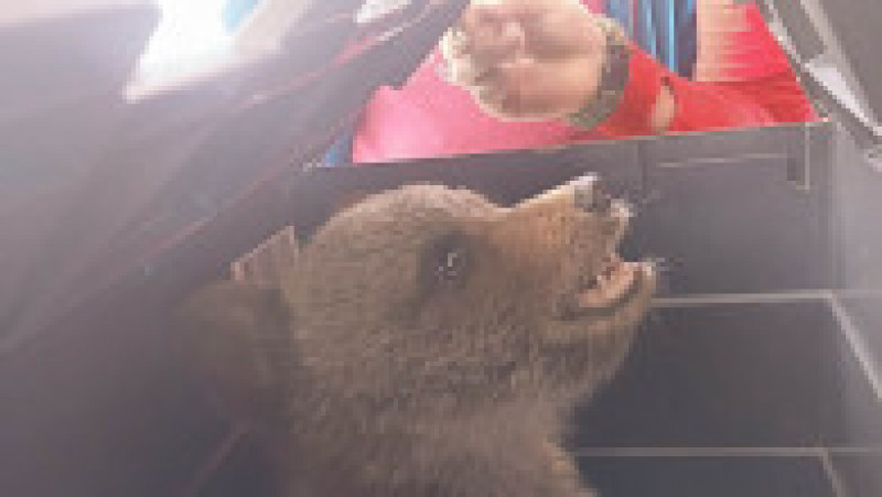 Un pui de urs lăsat singur de mama sa a fost salvat de salvamontişti, în Cheile Vârghişului. Foto: Facebook/Salvamont | Poza 3 din 6