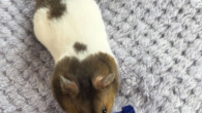 Un hamster simpatic și genial și-a bătut stăpânul la un joc de strategie FOTO: Profimedia Images | Poza 1 din 6