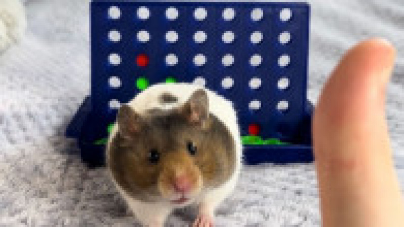 Un hamster simpatic și genial și-a bătut stăpânul la un joc de strategie FOTO: Profimedia Images | Poza 6 din 6