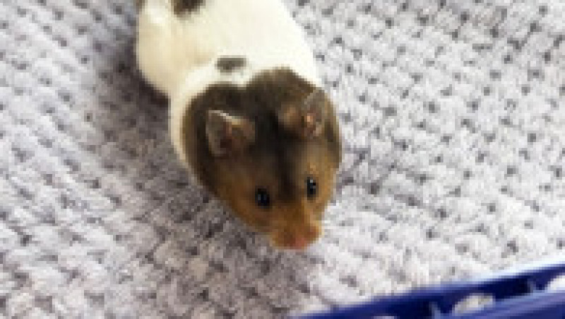 Un hamster simpatic și genial și-a bătut stăpânul la un joc de strategie FOTO: Profimedia Images | Poza 4 din 6