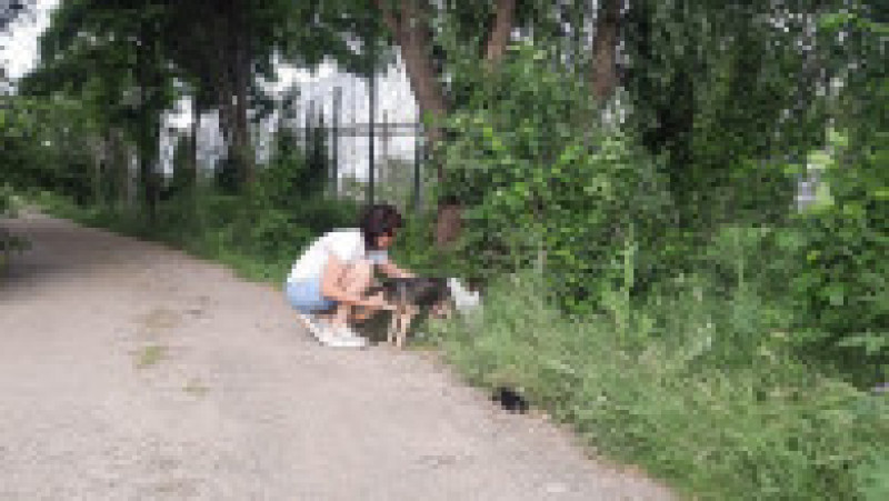 O cățelușă și cei 7 pui ai ei au fost băgați într-un sac și apoi aruncați pe un teren părăsit din Galați FOTO: Facebook/ Help Lăbuș | Poza 4 din 10