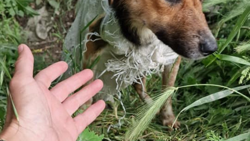 O cățelușă și cei 7 pui ai ei au fost băgați într-un sac și apoi aruncați pe un teren părăsit din Galați FOTO: Facebook/ Help Lăbuș