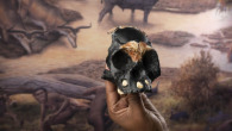 Primele fosile de Homo naledi au fost descoperite în sistemul de peșteri Rising Star din Africa de Sud în timpul excavațiilor realizate în 2013. Foto: Profimedia Images | Poza 3 din 8