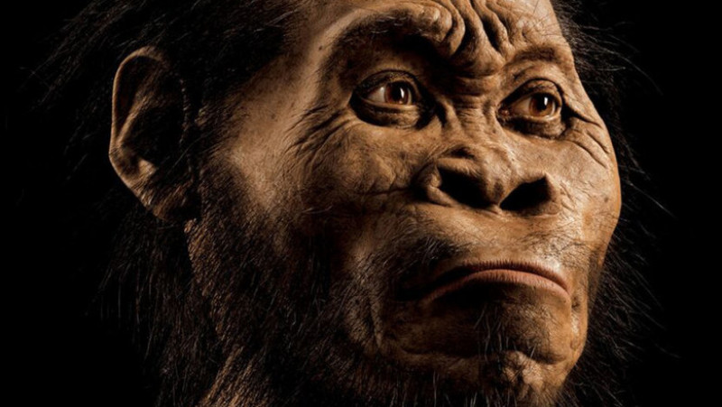 Creierul acestei specii dispărute, cunoscută sub numele de Homo naledi, avea doar o treime din dimensiunea creierului omului modern. Foto: Profimedia Images