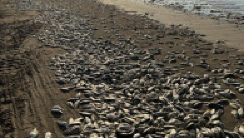 Imaginile apărute pe rețelele sociale arată zeci de mii de pești în putrefacție, împrăștiați pe kilometri de-a lungul țărmului. Foto: Profimedia Images | Poza 6 din 11