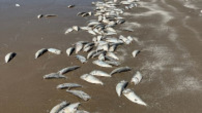 Imaginile apărute pe rețelele sociale arată zeci de mii de pești în putrefacție, împrăștiați pe kilometri de-a lungul țărmului. Foto: Profimedia Images | Poza 5 din 11