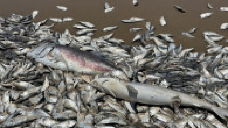 Imaginile apărute pe rețelele sociale arată zeci de mii de pești în putrefacție, împrăștiați pe kilometri de-a lungul țărmului. Foto: Profimedia Images | Poza 1 din 11