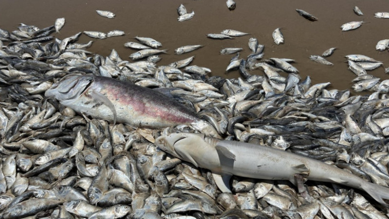 Imaginile apărute pe rețelele sociale arată zeci de mii de pești în putrefacție, împrăștiați pe kilometri de-a lungul țărmului. Foto: Profimedia Images