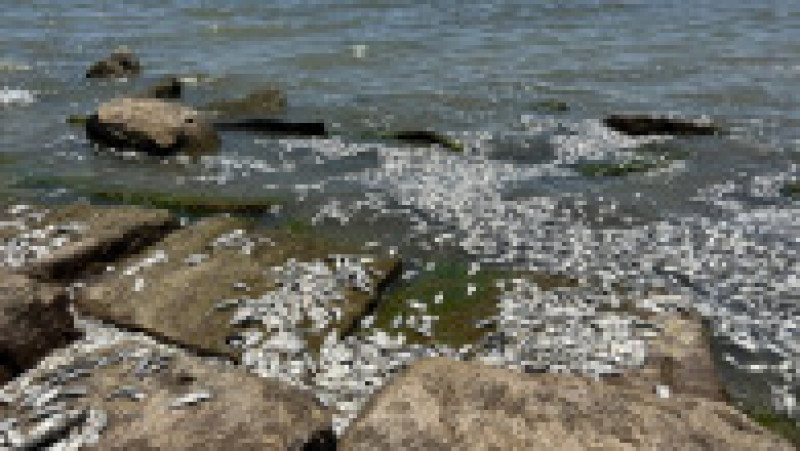 Imaginile apărute pe rețelele sociale arată zeci de mii de pești în putrefacție, împrăștiați pe kilometri de-a lungul țărmului. Foto: Profimedia Images | Poza 3 din 11