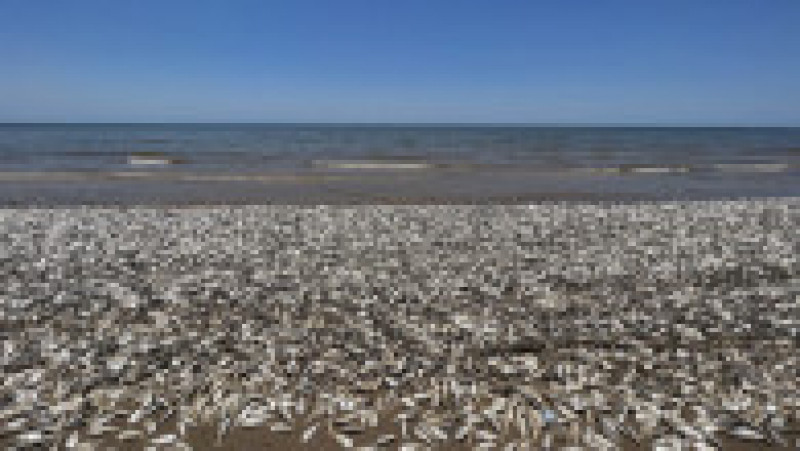 Imaginile apărute pe rețelele sociale arată zeci de mii de pești în putrefacție, împrăștiați pe kilometri de-a lungul țărmului. Foto: Profimedia Images | Poza 2 din 11
