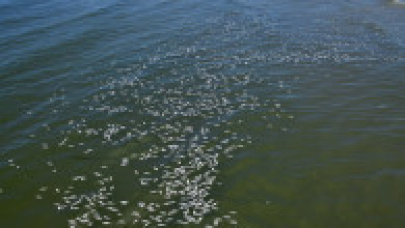 Imaginile apărute pe rețelele sociale arată zeci de mii de pești în putrefacție, împrăștiați pe kilometri de-a lungul țărmului. Foto: Profimedia Images | Poza 8 din 11