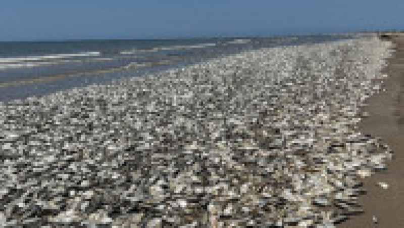 Imaginile apărute pe rețelele sociale arată zeci de mii de pești în putrefacție, împrăștiați pe kilometri de-a lungul țărmului. Foto: Profimedia Images | Poza 11 din 11