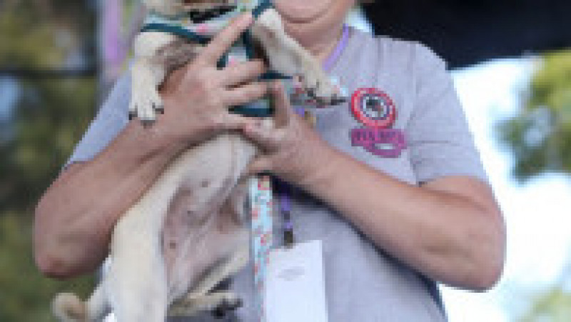 Scooter a fost desemnat cel mai urât câine din lume, în cadrul unei competiții internaționale care promovează adopția câinilor și prezintă câini cu povești extraordinare. FOTO: Profimedia Images | Poza 33 din 33