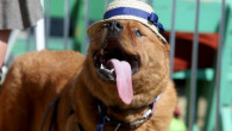 Scooter a fost desemnat cel mai urât câine din lume, în cadrul unei competiții internaționale care promovează adopția câinilor și prezintă câini cu povești extraordinare. FOTO: Profimedia Images | Poza 32 din 33