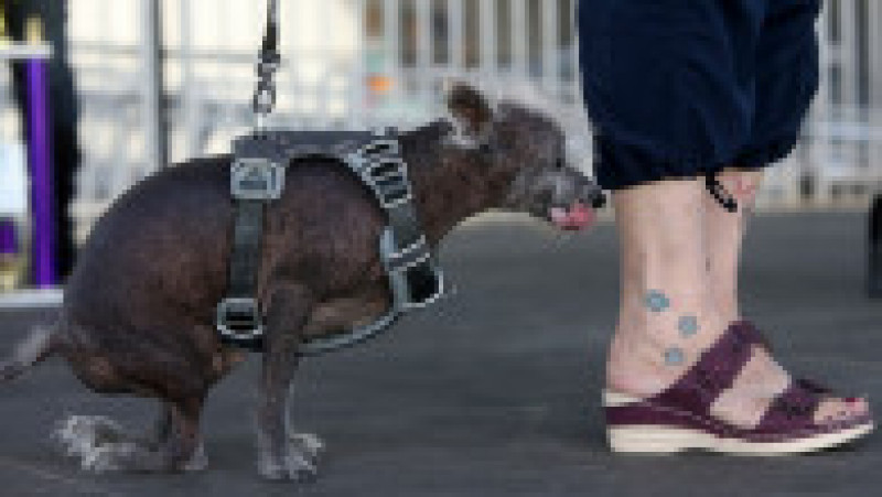 Scooter a fost desemnat cel mai urât câine din lume, în cadrul unei competiții internaționale care promovează adopția câinilor și prezintă câini cu povești extraordinare. FOTO: Profimedia Images | Poza 30 din 33